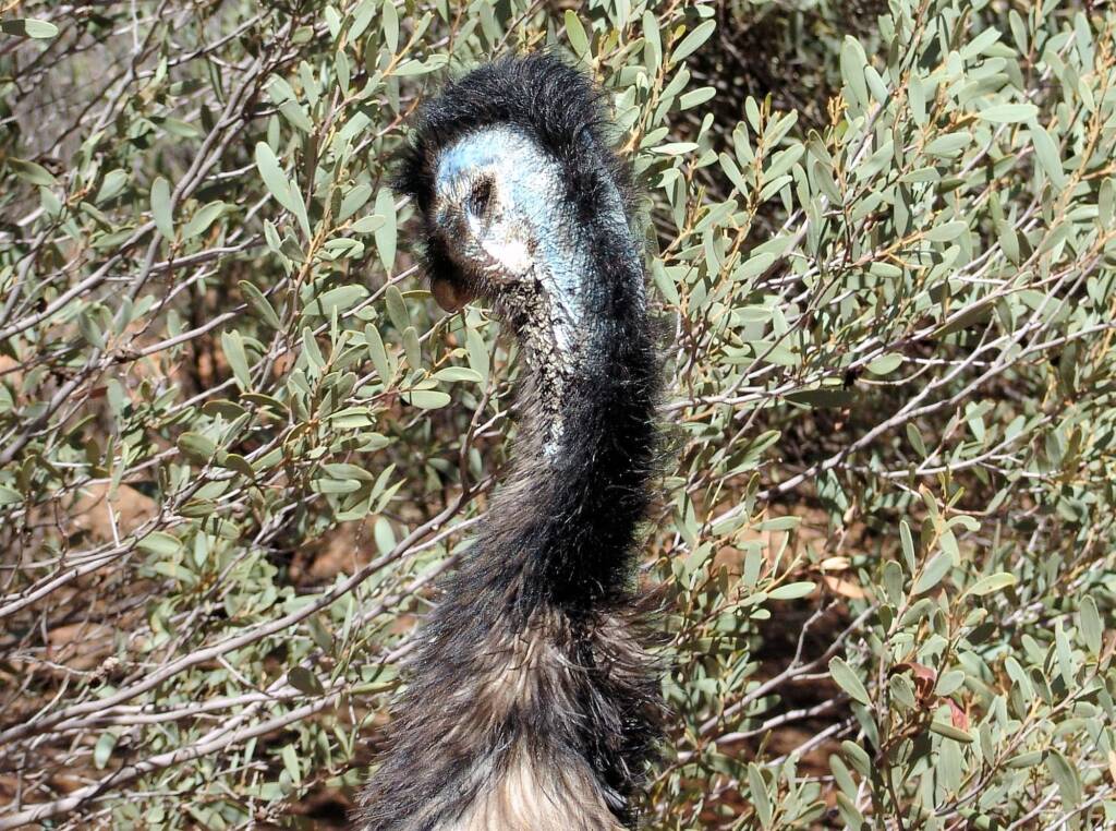 Emu (Dromaius novaehollandiae), Alice Springs Desert Park