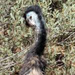 Emu (Dromaius novaehollandiae), Alice Springs Desert Park