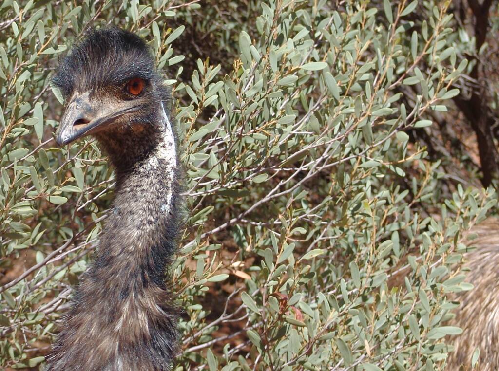 Emu (Dromaius novaehollandiae), Alice Springs Desert Park