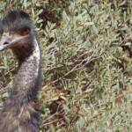 Emu (Dromaius novaehollandiae), Alice Springs Desert Park