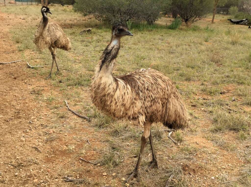 Emu (Dromaius novaehollandiae), Alice Springs Desert Park