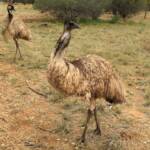 Emu (Dromaius novaehollandiae), Alice Springs Desert Park