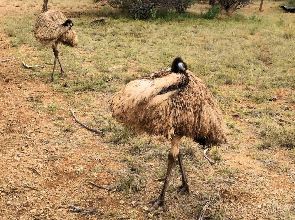 Emu (Dromaius novaehollandiae), Alice Springs Desert Park