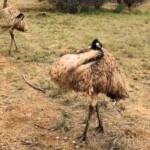 Emu (Dromaius novaehollandiae), Alice Springs Desert Park