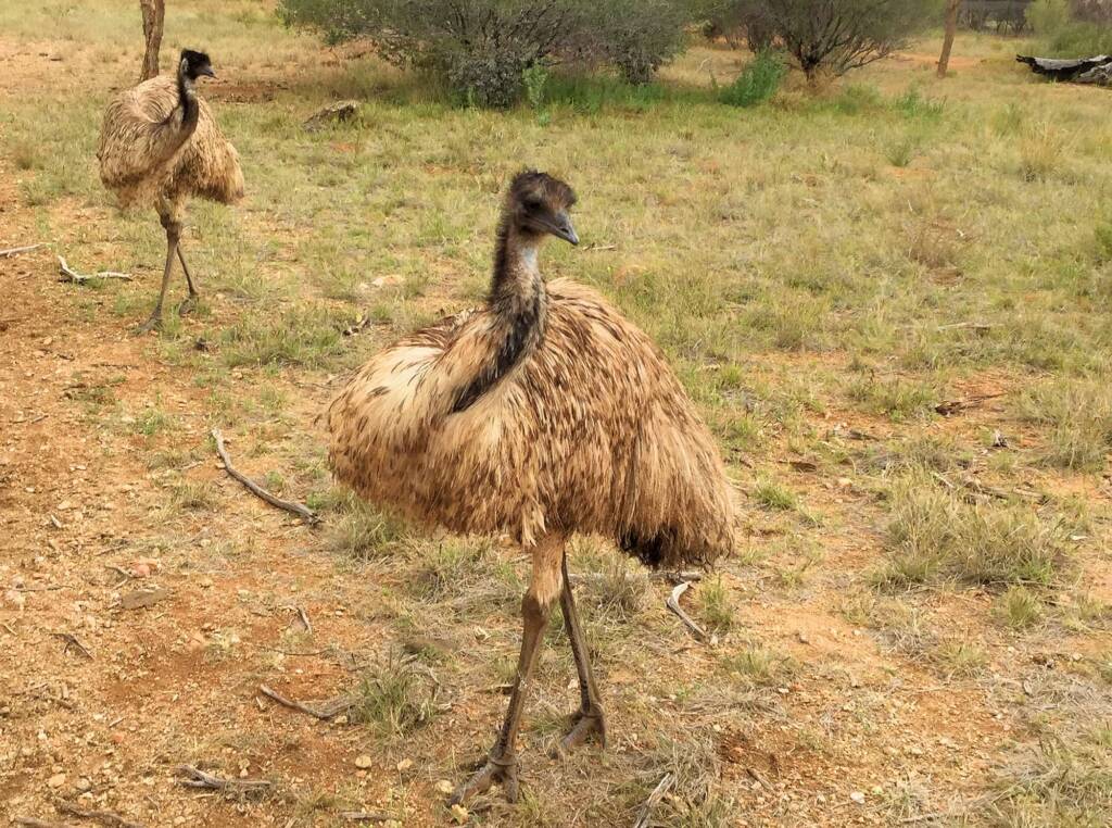 Emu (Dromaius novaehollandiae), Alice Springs Desert Park