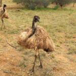 Emu (Dromaius novaehollandiae), Alice Springs Desert Park