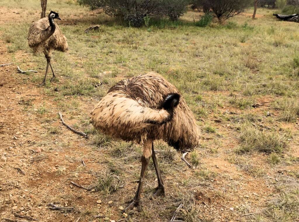 Emu (Dromaius novaehollandiae), Alice Springs Desert Park