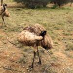 Emu (Dromaius novaehollandiae), Alice Springs Desert Park