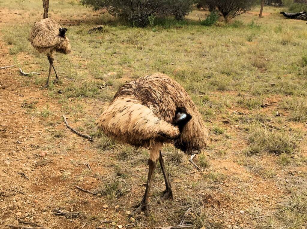 Emu (Dromaius novaehollandiae), Alice Springs Desert Park