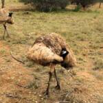 Emu (Dromaius novaehollandiae), Alice Springs Desert Park