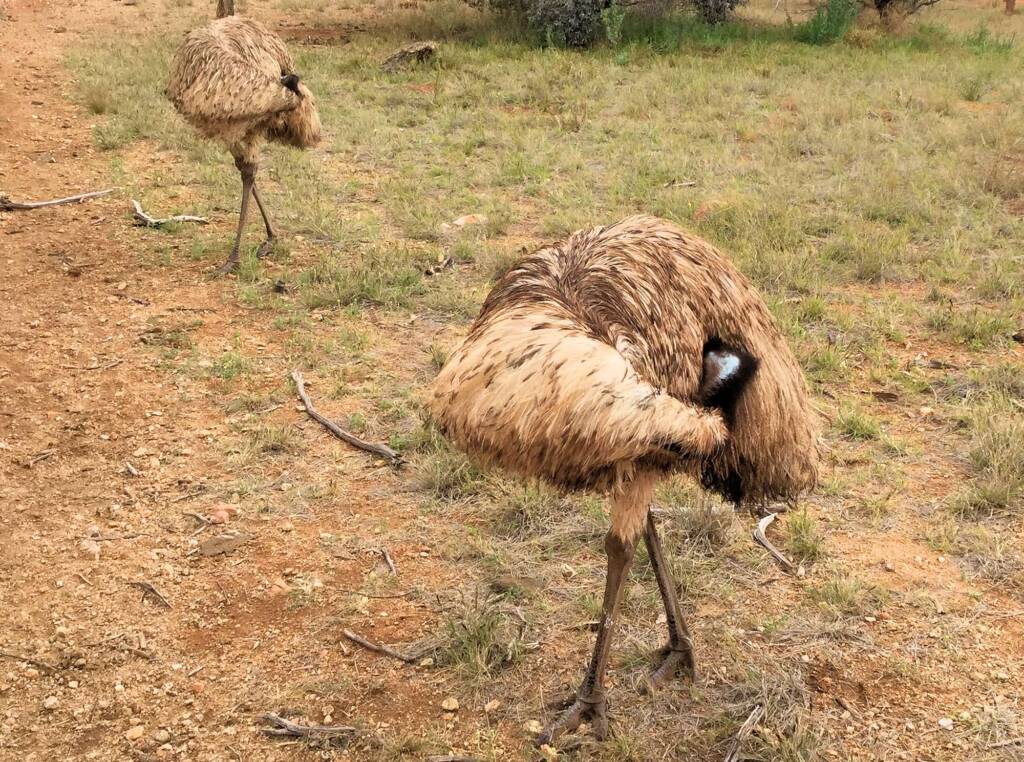 Emu (Dromaius novaehollandiae), Alice Springs Desert Park