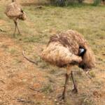 Emu (Dromaius novaehollandiae), Alice Springs Desert Park
