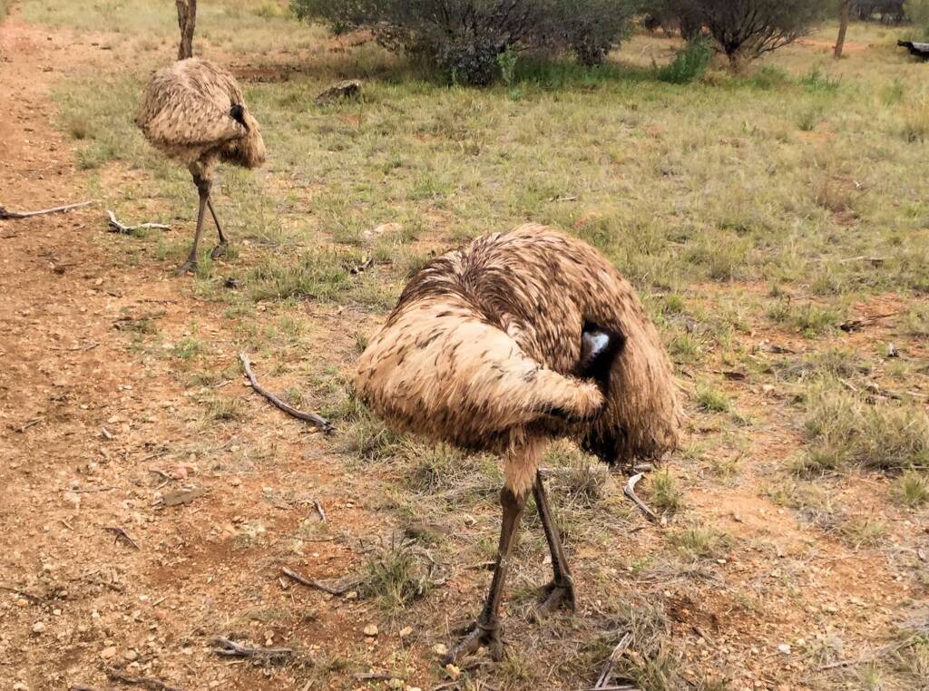 Emu (Dromaius novaehollandiae), Alice Springs Desert Park