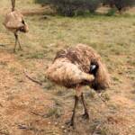 Emu (Dromaius novaehollandiae), Alice Springs Desert Park