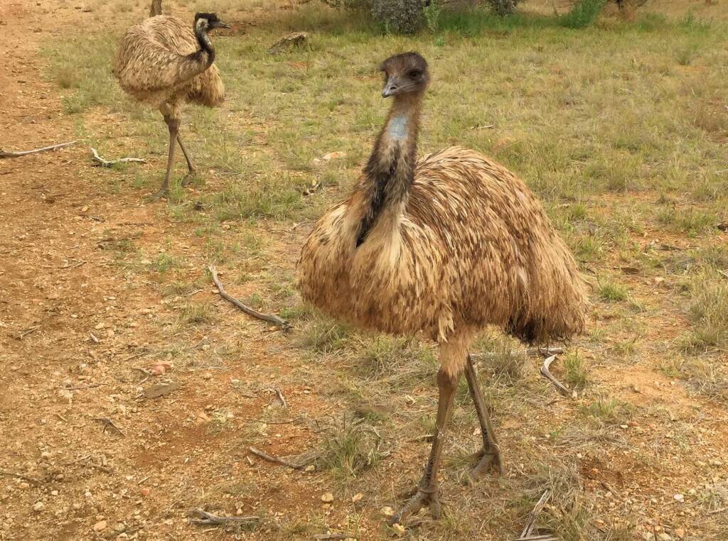 Emu (Dromaius novaehollandiae), Alice Springs Desert Park