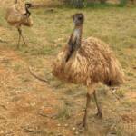 Emu (Dromaius novaehollandiae), Alice Springs Desert Park