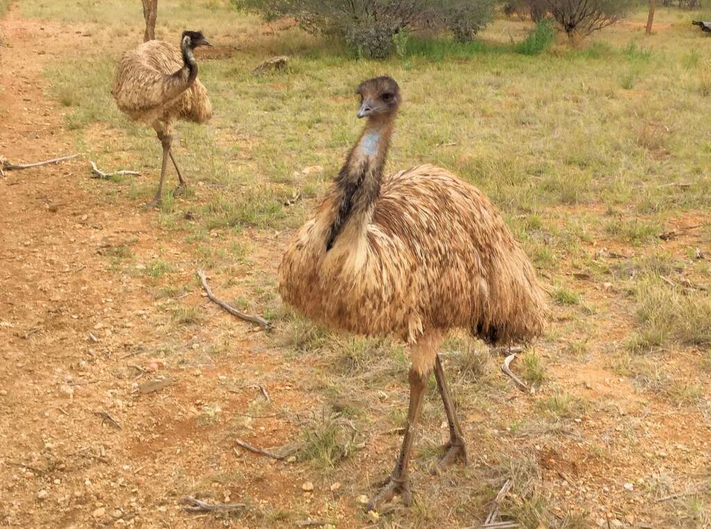 Emu (Dromaius novaehollandiae), Alice Springs Desert Park