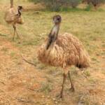 Emu (Dromaius novaehollandiae), Alice Springs Desert Park