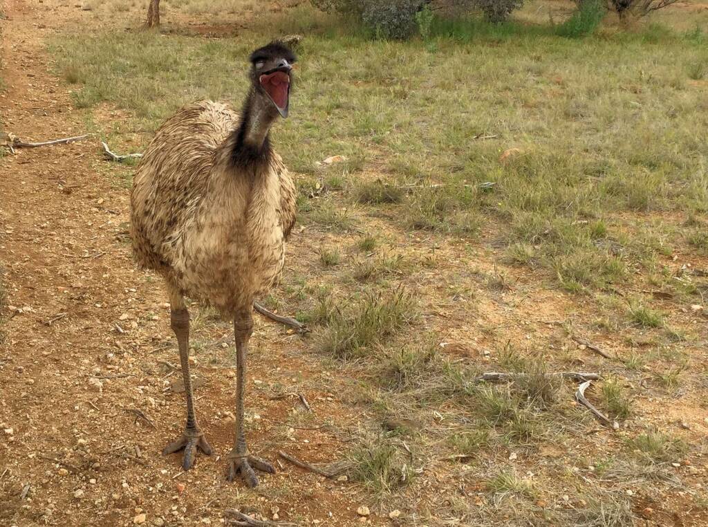 Emu (Dromaius novaehollandiae), Alice Springs Desert Park