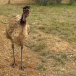 Emu (Dromaius novaehollandiae), Alice Springs Desert Park