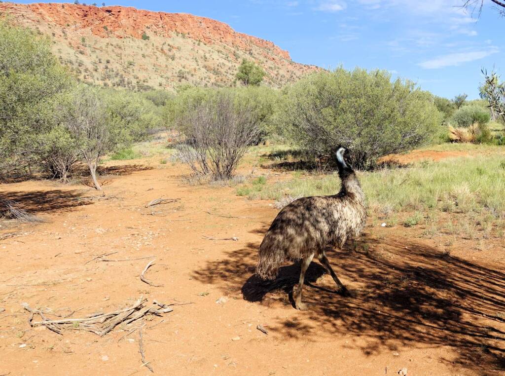 Emu (Dromaius novaehollandiae), Alice Springs Desert Park