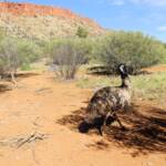 Emu (Dromaius novaehollandiae), Alice Springs Desert Park