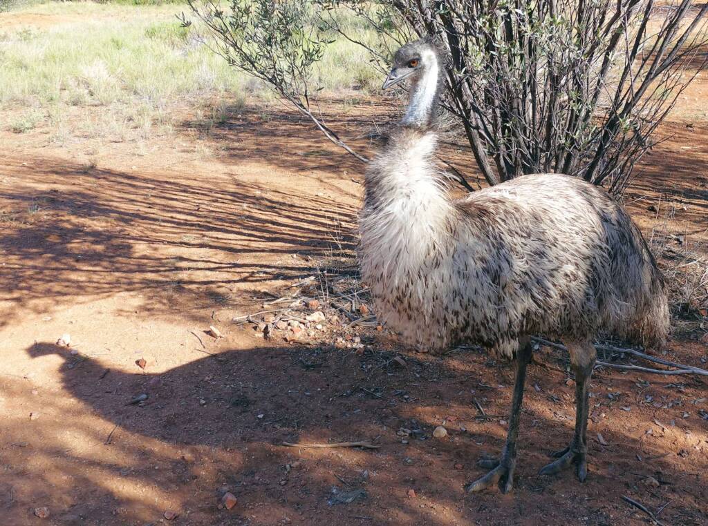 Emu (Dromaius novaehollandiae), Alice Springs Desert Park