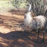 Emu (Dromaius novaehollandiae), Alice Springs Desert Park