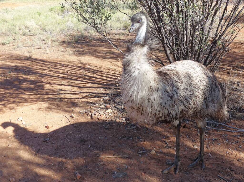 Emu (Dromaius novaehollandiae), Alice Springs Desert Park