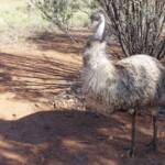 Emu (Dromaius novaehollandiae), Alice Springs Desert Park