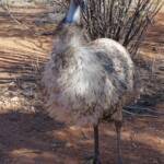 Emu (Dromaius novaehollandiae), Alice Springs Desert Park