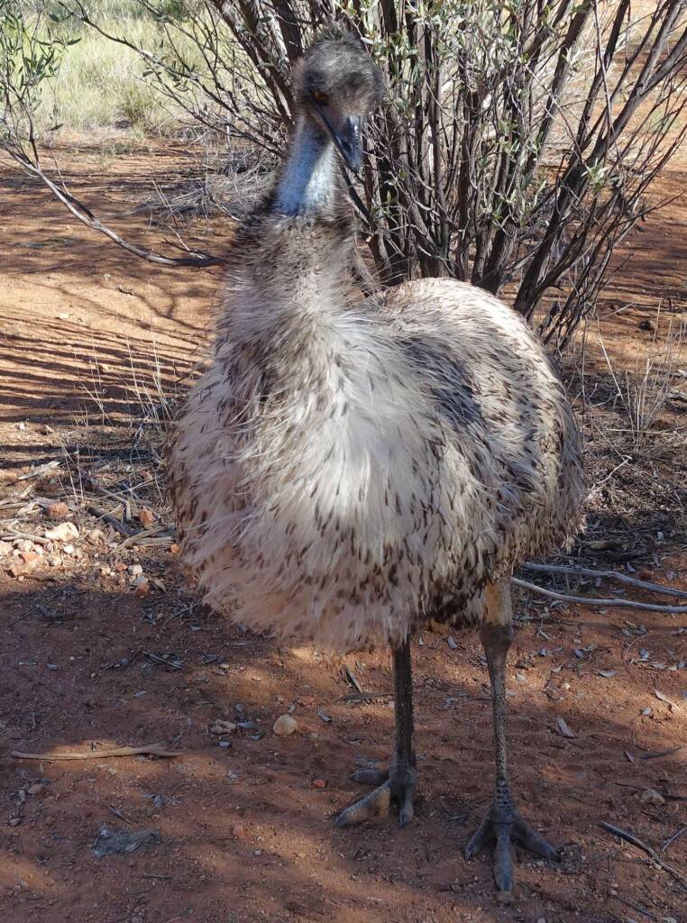 Emu (Dromaius novaehollandiae), Alice Springs Desert Park