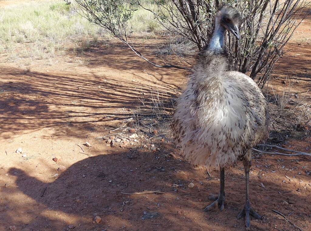 Emu (Dromaius novaehollandiae), Alice Springs Desert Park