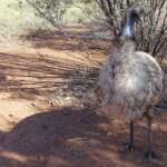 Emu (Dromaius novaehollandiae), Alice Springs Desert Park
