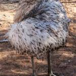 Emu (Dromaius novaehollandiae), Alice Springs Desert Park