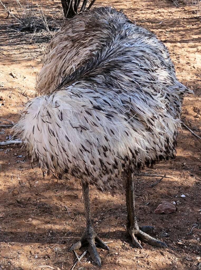 Emu (Dromaius novaehollandiae), Alice Springs Desert Park