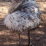 Emu (Dromaius novaehollandiae), Alice Springs Desert Park