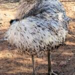 Emu (Dromaius novaehollandiae), Alice Springs Desert Park