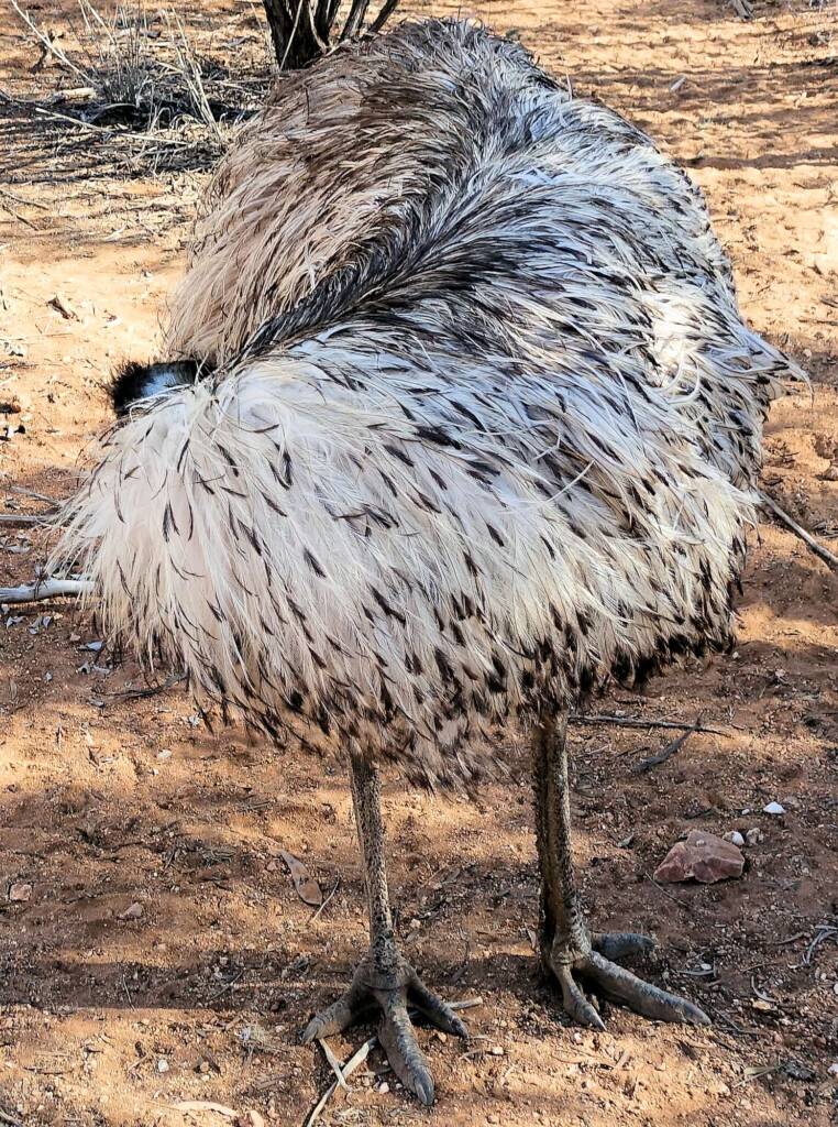 Emu (Dromaius novaehollandiae), Alice Springs Desert Park