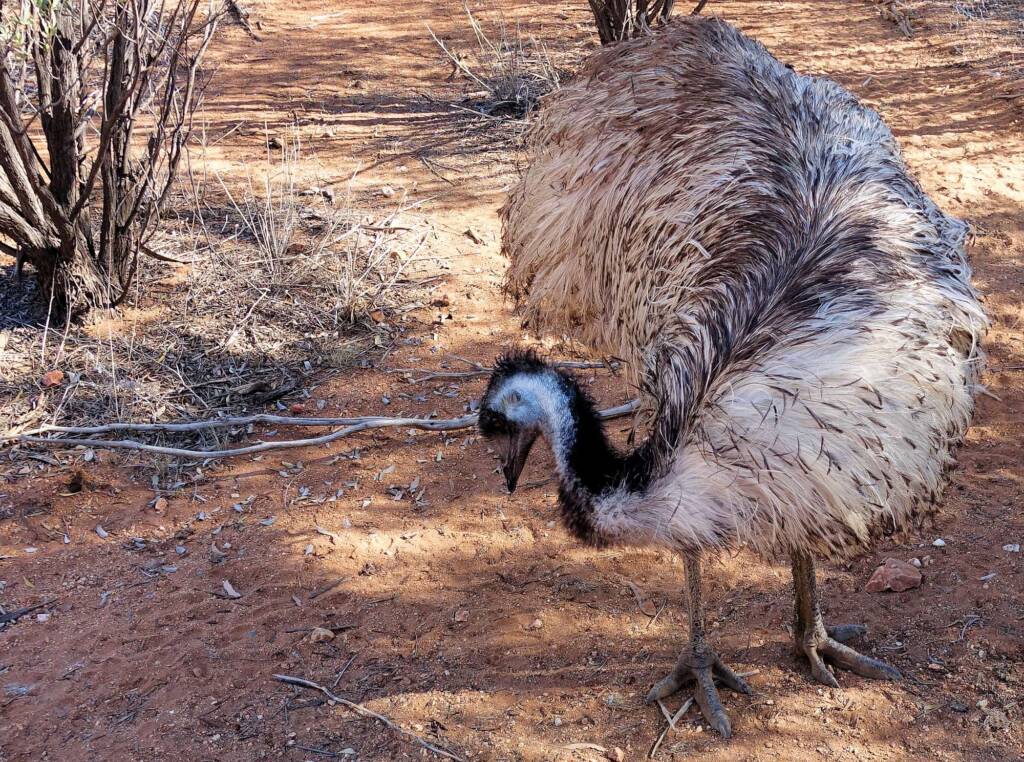 Emu (Dromaius novaehollandiae), Alice Springs Desert Park