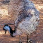 Emu (Dromaius novaehollandiae), Alice Springs Desert Park