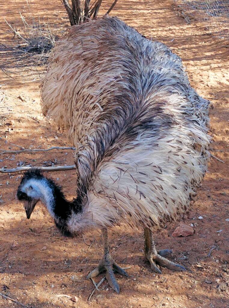 Emu (Dromaius novaehollandiae), Alice Springs Desert Park