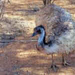 Emu (Dromaius novaehollandiae), Alice Springs Desert Park
