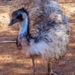 Emu (Dromaius novaehollandiae), Alice Springs Desert Park