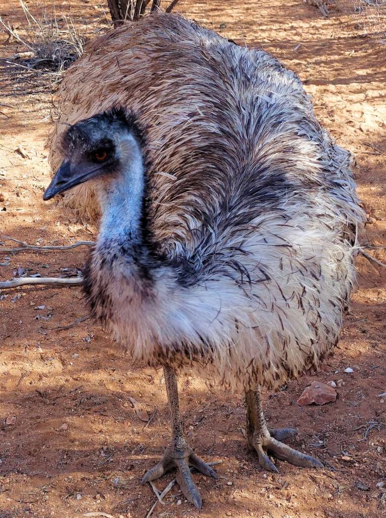 Emu (Dromaius novaehollandiae), Alice Springs Desert Park