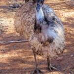 Emu (Dromaius novaehollandiae), Alice Springs Desert Park