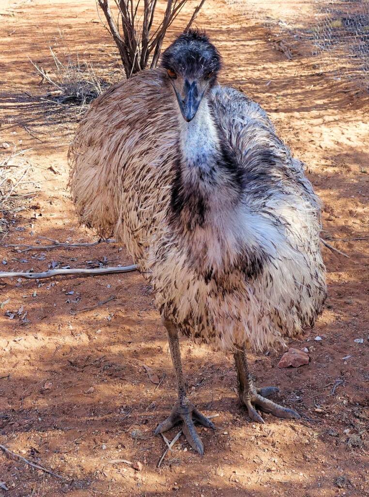 Emu (Dromaius novaehollandiae), Alice Springs Desert Park
