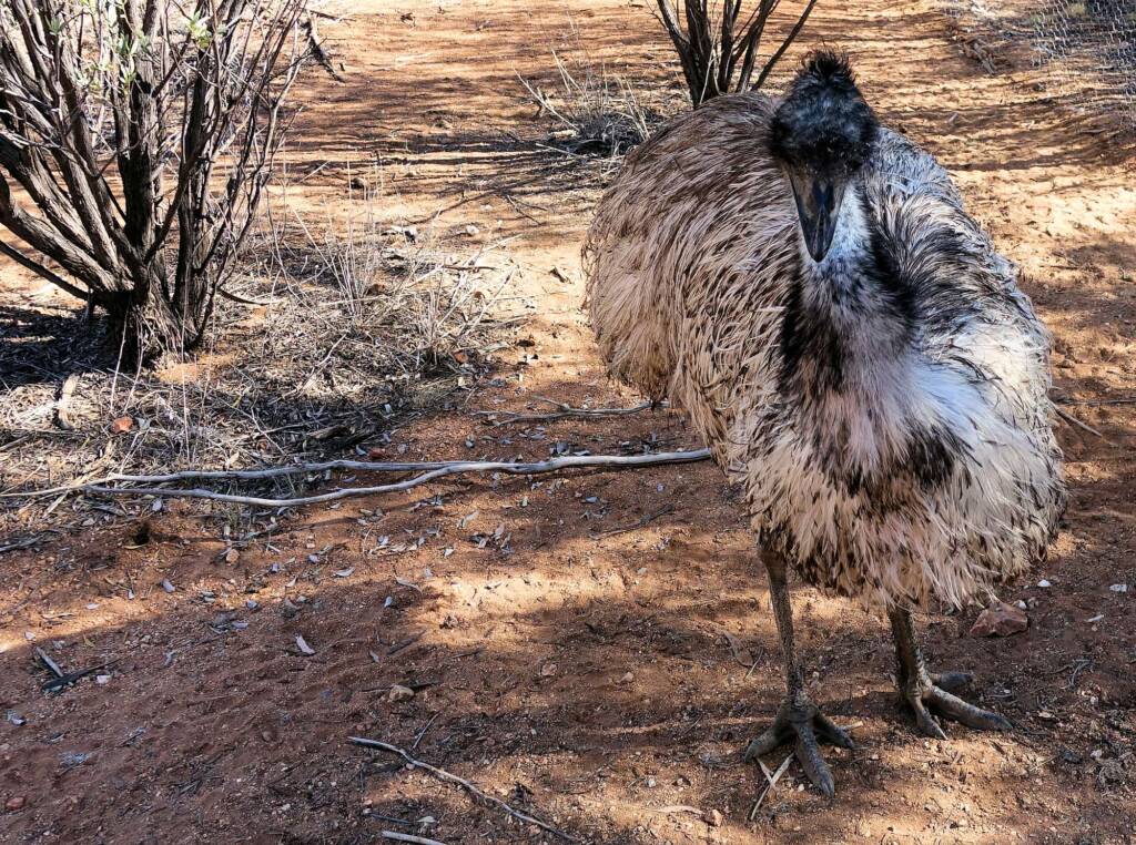 Emu (Dromaius novaehollandiae), Alice Springs Desert Park