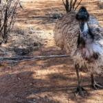 Emu (Dromaius novaehollandiae), Alice Springs Desert Park