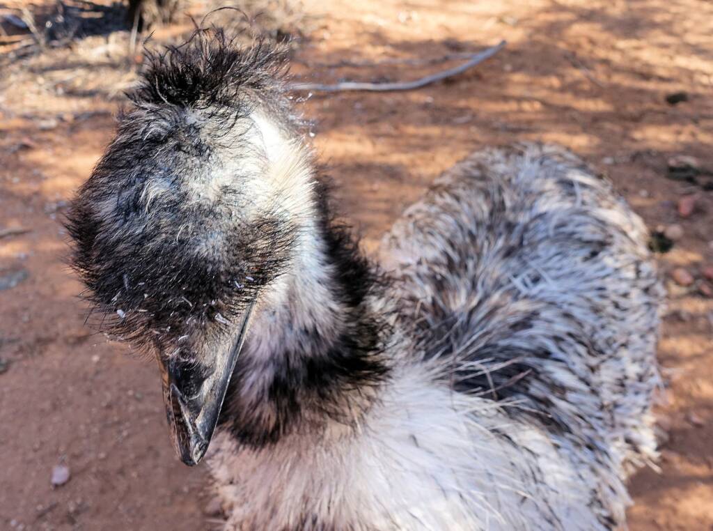 Emu (Dromaius novaehollandiae), Alice Springs Desert Park